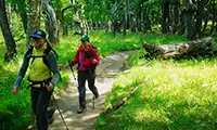 Excursionistas caminando con bastones de trekking en sendero que atraviesa el bosque nativo.